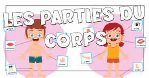 Las partes del cuerpo y de la cara en francés