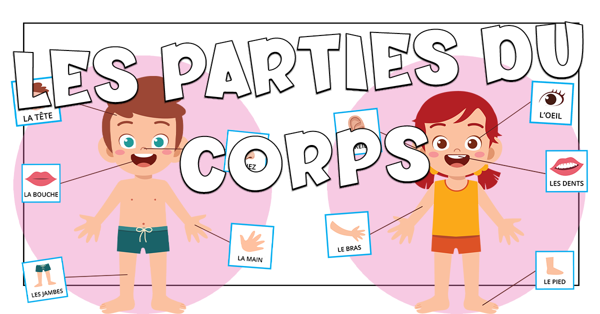 Las partes del cuerpo y de la cara en francés