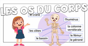 Los huesos del cuerpo en francés con Petit Monde Français