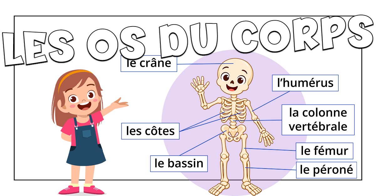 Los huesos del cuerpo en francés con Petit Monde Français